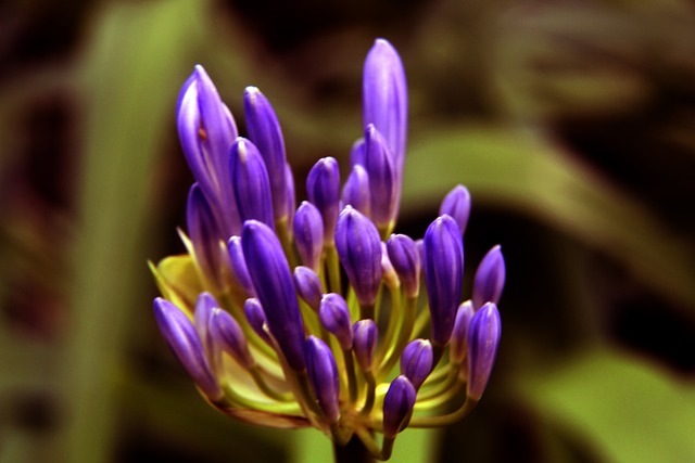 亚历山大的 亚历山大的